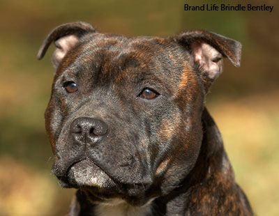 Стаффордширский бультерьер