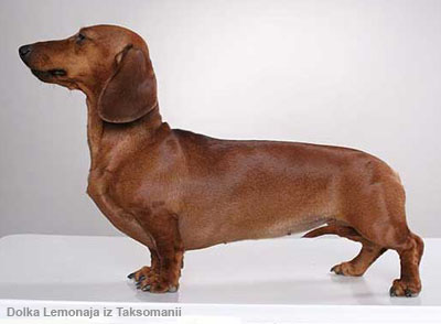 Такса карликовая