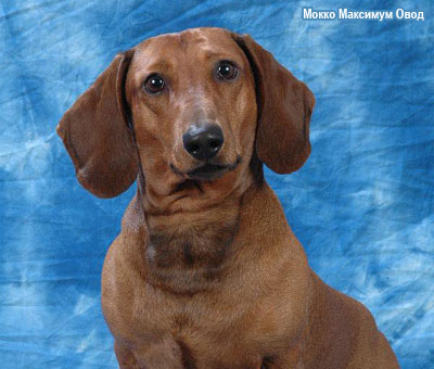 Такса стандартная