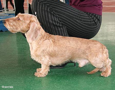 Такса стандартная