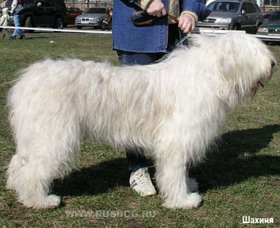 Южнорусская овчарка