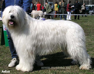 Южнорусская овчарка