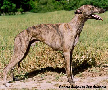 Уиппет уипетт