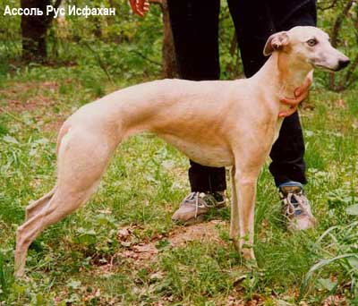 уипет уиппетт