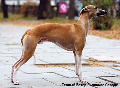 Уиппет уипетт