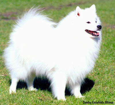 Японский шпиц