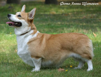 Вельш Корги