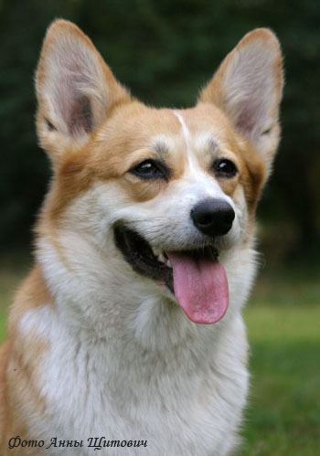 Вельш Корги