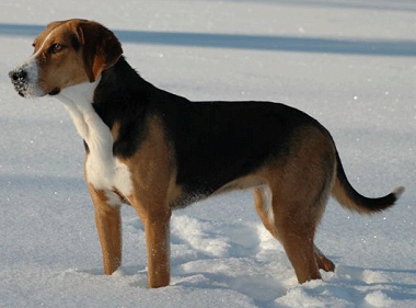 Гончая Гамильтона