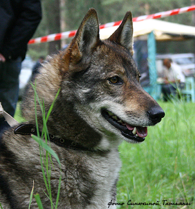 Западносибирская лайка