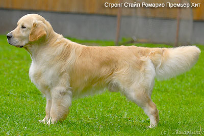 Золотистый ретривер