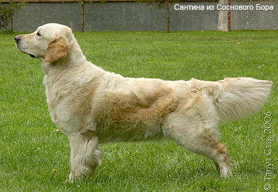 голден-ретривер